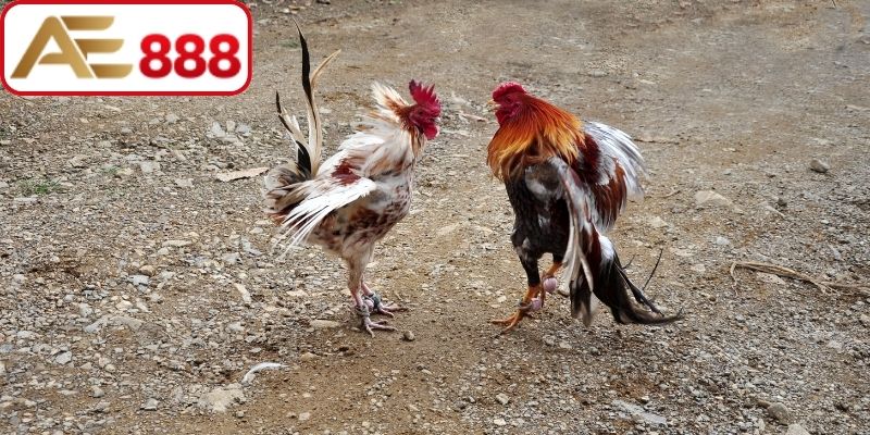 Công thức đầu tư chọi kê cùng cửa Wala