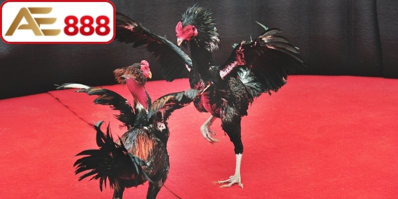 Sơ lược đôi nét về cách chơi đá gà online