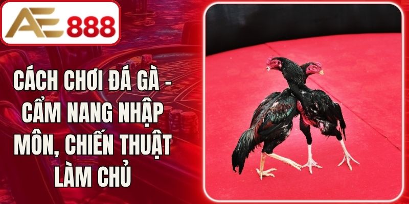 Cách Chơi Đá Gà – Cẩm Nang Nhập Môn, Chiến Thuật Làm Chủ