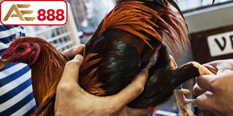 Những bài tập phục hồi thể lực phổ biến nhất