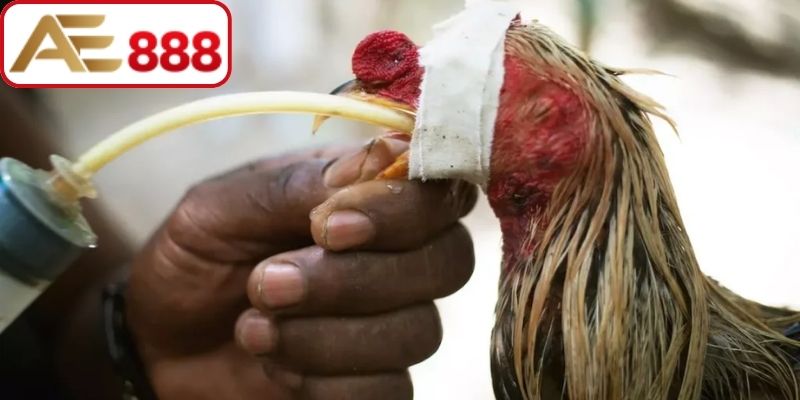 Chăm sóc chiến kê đúng cách bằng thực phẩm