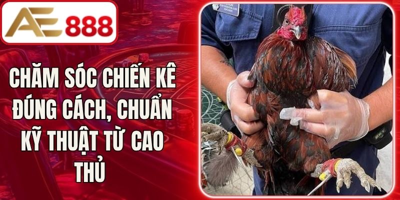 Chăm Sóc Chiến Kê Đúng Cách, Chuẩn Kỹ Thuật Từ Cao Thủ