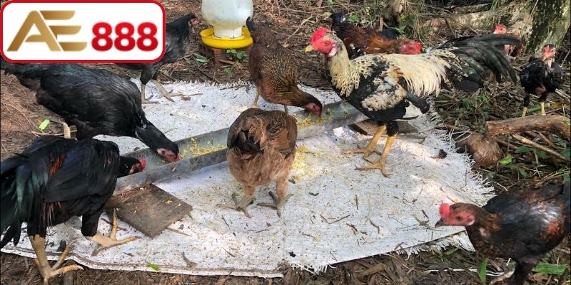 Tổng quan về vấn đề gà bị hen