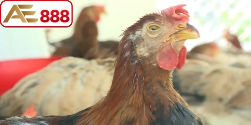 Hiện tượng kê bị ủ rũ, phản xạ chậm