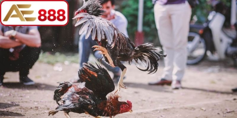 Cách phân định thắng thua của mỗi trận kê chiến