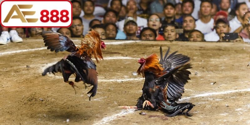 Giới thiệu thông tin chung về giải đá gà tự do