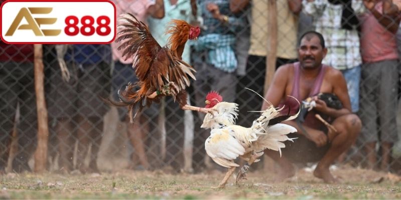 Các phòng live hiển thị tỷ lệ kèo minh bạch