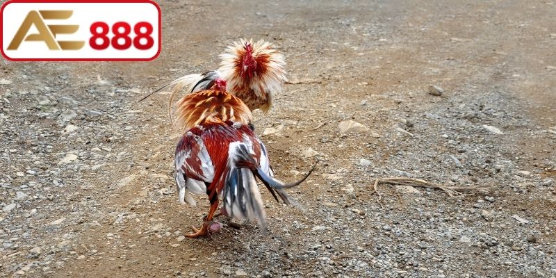 Đôi điều cơ bản về luật chấp gà cựa sắt