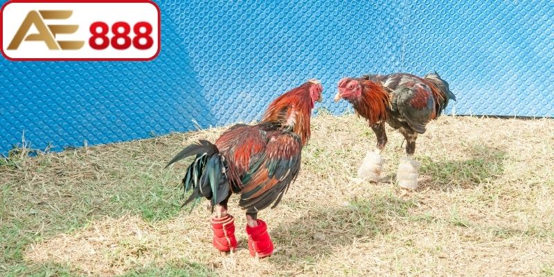 Cách thức phân định kết quả cược gà