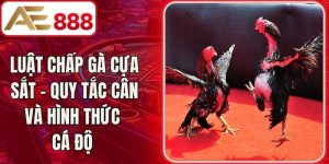 Luật Chấp Gà Cựa Sắt – Quy Tắc Cân Và Hình Thức Cá Độ