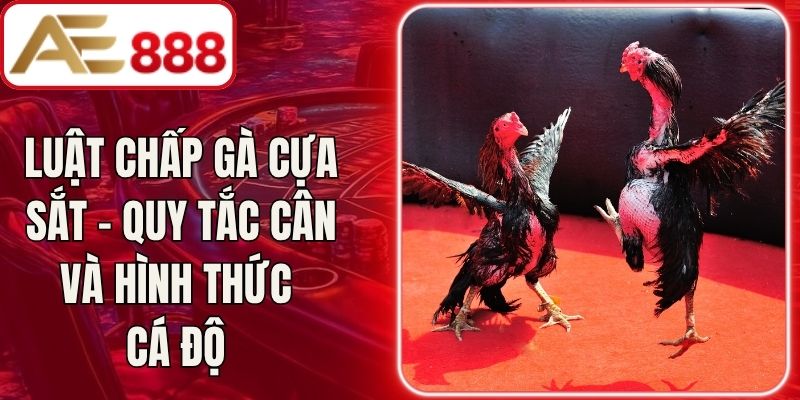Luật Chấp Gà Cựa Sắt – Quy Tắc Cân Và Hình Thức Cá Độ