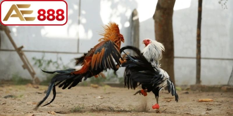 Cách thức ghép cặp kê thi đấu