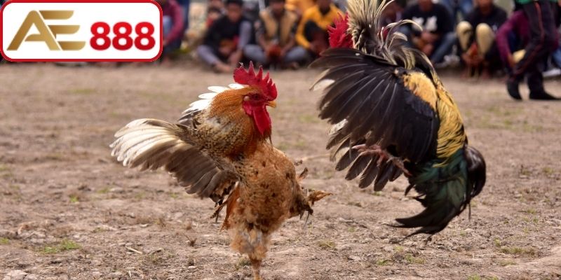 Vài điều chung về luật đá gà phổ biến
