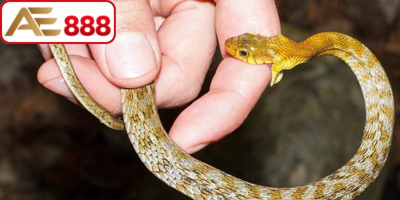 Giải mã hình ảnh rắn tấn công trong giấc mơ
