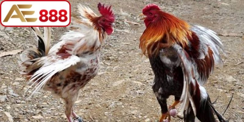 Các đặc điểm giúp anh em nhận dạng gà tốt