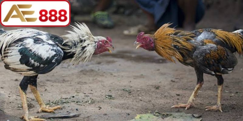 Những dòng giống được cược thủ ưu ái khi lựa chọn