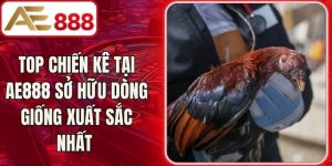Top Chiến Kê Tại AE888 Sở Hữu Dòng Giống Xuất Sắc Nhất