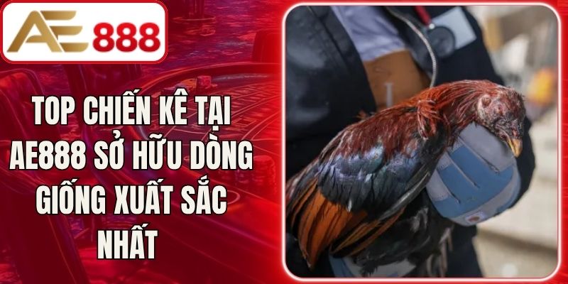 Top Chiến Kê Tại AE888 Sở Hữu Dòng Giống Xuất Sắc Nhất